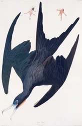 Fregata pinguino, illustrazione da Uccelli d